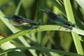 J01_2670 Banded Demoiselle