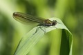 J01_2681 Banded Demoiselle