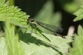 J01_2686 Red-eyed Damselfly