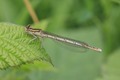 IMG_9465 White-legged Dam