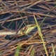 IMG_9475 Hairy Hawker ovipositing