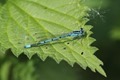 J01_2713 Azure Damselfly