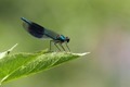 J01_2726 Banded Demoiselle male