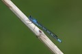 J01_2735 Common Blue Damselfly male