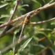 J01_2740 Hairy Hawker at lunch