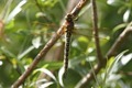 J01_2742 Hairy Hawker female