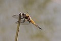 J01_2785 Four-spotted Chaser