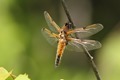 J01_2790 Four-spotted Chaser