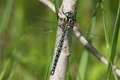 J01_2792 Hairy Hawker male