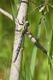 J01_2793 Hairy Hawker male