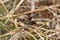 J01_2880 White-faced Darter