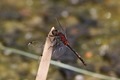 J01_2883 White-faced Darter