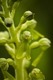 Common Twayblade