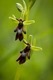 Fly Orchid