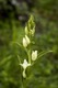 White Helleborine