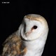 J01_4376 Barn Owl