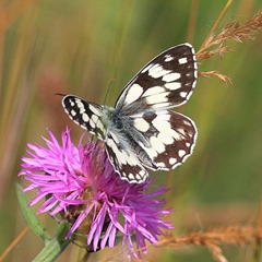 IMG_6019 Melanargia galathea