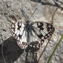 J01_2399 Melanargia occitania