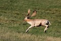 J01_4435 Stags Leap