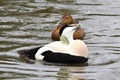 J01_4517 Common Eider display