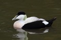 J01_4545 Common Eider