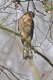 J01_4637 Sparrowhawk