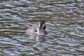 Grebe feeding 1