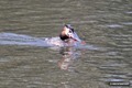 Grebe feeding 2