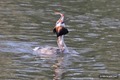 Grebe feeding 3