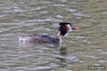 Grebe feeding 4