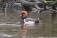 J01_4992 Red-crested Pochard