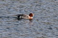 J01_9431 Wigeon