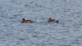 J01_9452 Gadwall pair