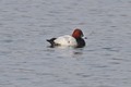 J14_0006 Pochard