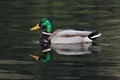 J14_0085 Mallard