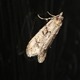 IMG_0028 UID micro moth