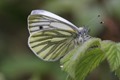 IMG_0114 Green-veined White