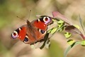 J14_0350 Peacock