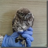 Baby Little Owl