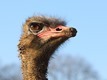 J15_0064 Male Ostrich