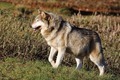 J15_0077 Wolf