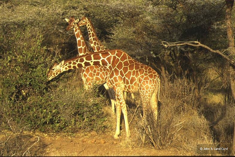Giraffe.JPG