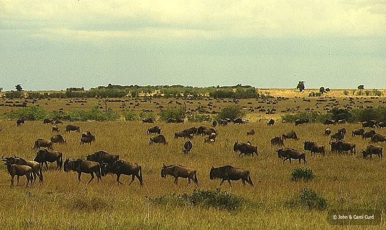 Herds.JPG