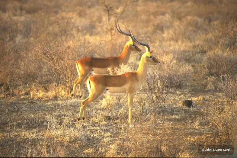 Impala.JPG