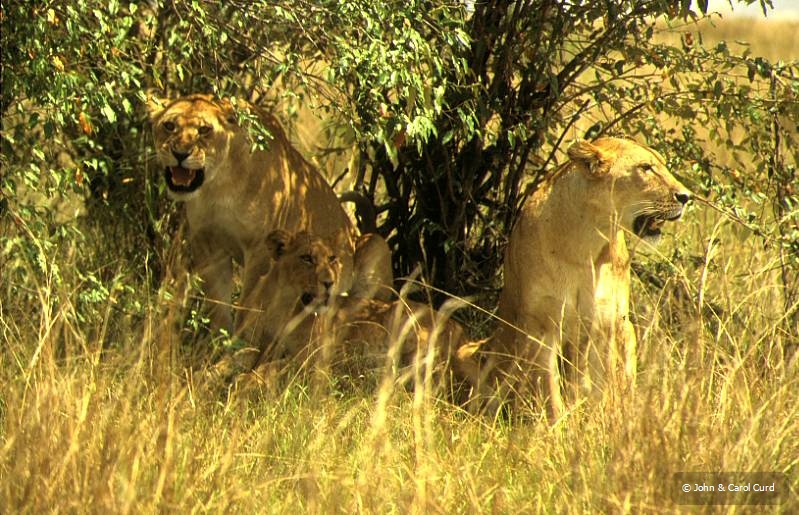 Lioness.JPG