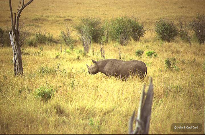 Rhino.JPG