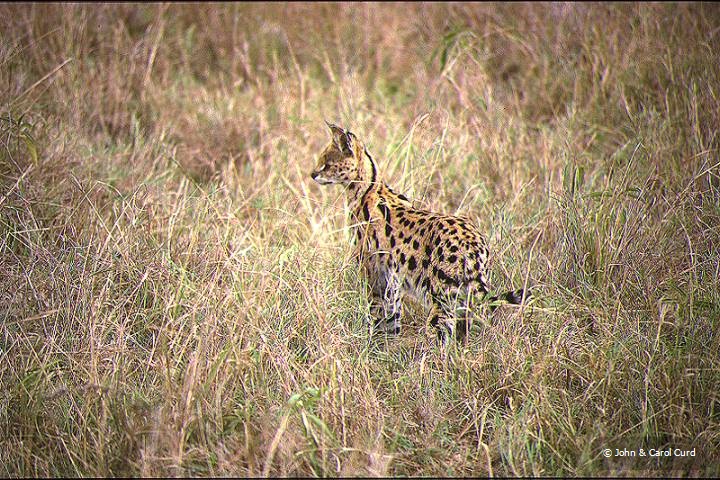Serval.JPG