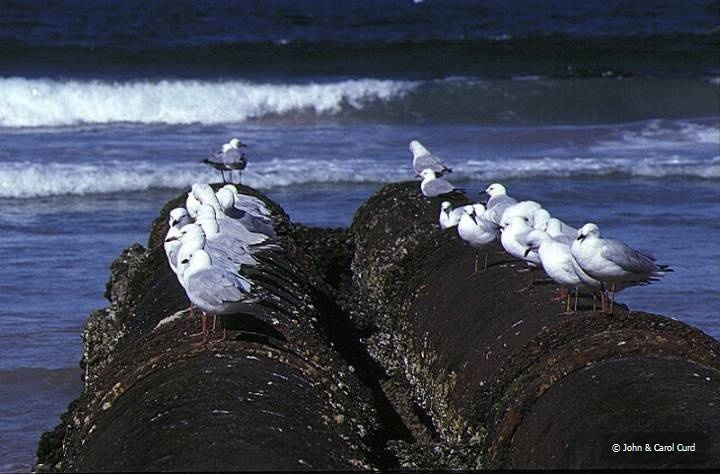 GullPipe.JPG