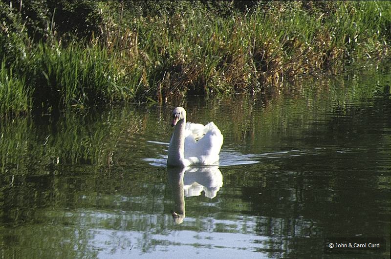 Swan.JPG