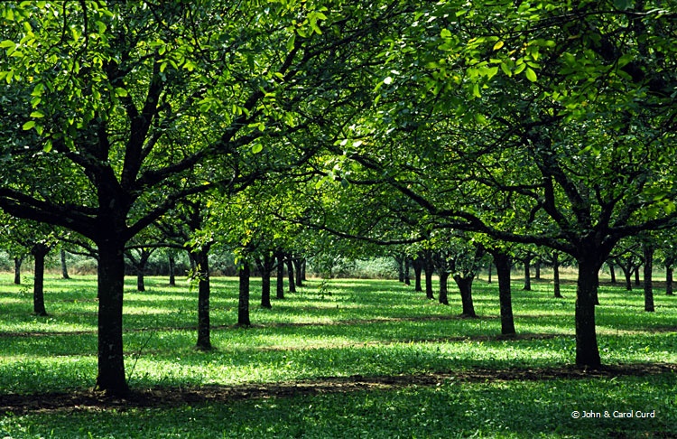 Orchard.JPG